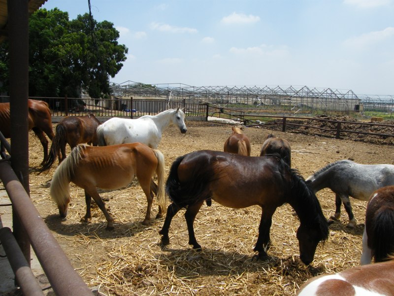 הפונים בחוות פיצפונים