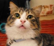 יעל האגר - הוספיס לכלבים