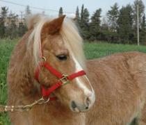 יעל האגר - הוספיס לכלבים