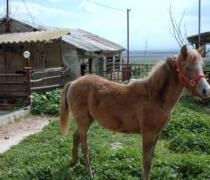 יעל האגר - הוספיס לכלבים