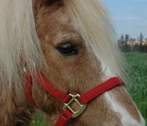 יעל האגר - הוספיס לכלבים