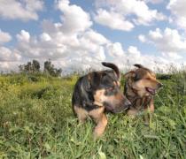 Yael Hager - Dogs hospice