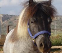 יעל האגר - הוספיס לכלבים