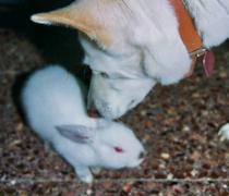 נהגה לאסוף כלבים מהרחוב,הרגילה את כל המשפחה לחיות בשיתוף בבית איתם. נהגה לאסוף כלבים מהרחוב,הרגילה את כל המשפחה לחיות בשיתוף בבית איתם.