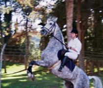 למדה בוינגט הדרכת רכיבה ואילוף סוסים. למדה בוינגט הדרכת רכיבה ואילוף סוסים.