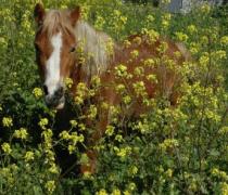 יעל האגר - הוספיס לכלבים