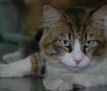 Yael Hager - Dogs hospice