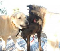 יעל האגר - הוספיס לכלבים