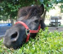 יעל האגר - הוספיס לכלבים