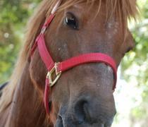 יעל האגר - הוספיס לכלבים