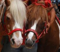 יעל האגר - הוספיס לכלבים