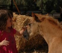 יעל האגר - הוספיס לכלבים