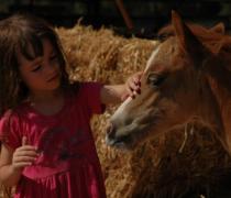 יעל האגר - הוספיס לכלבים