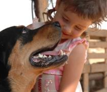 יעל האגר - הוספיס לכלבים