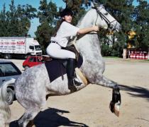 Yael Hager - Dogs hospice