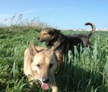 Yael Hager - Dogs hospice