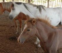 Yael Hager - Dogs hospice