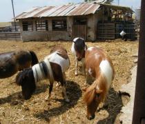 Yael Hager - Dogs hospice