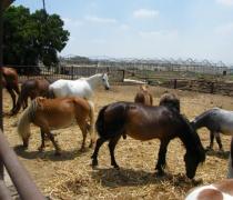 יעל האגר - הוספיס לכלבים