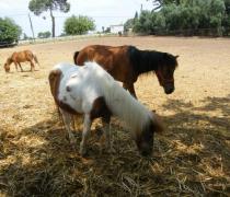 Yael Hager - Dogs hospice