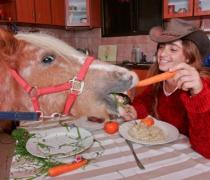 יעל האגר - הוספיס לכלבים