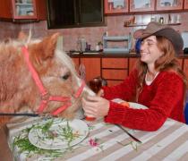 יעל האגר - הוספיס לכלבים