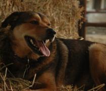 יעל האגר - הוספיס לכלבים