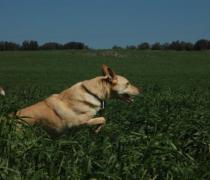 יעל האגר - הוספיס לכלבים